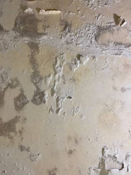 Mold Removal Process in Stonybrook, PA